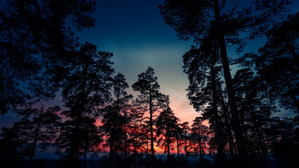Poster - silhouettes of pine trees against a dramatic sunset. halloween background