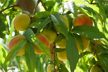 Fresh young unripe Peach fruits on a tree branch with leaves closeup, A bunch of unripe Peaches on a branch, beautiful delicious fruit peaches on the tree, peach fruits grow on a peach tree branch