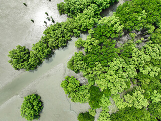 Wall Mural - Aerial top view of green mangrove forest. Mangrove ecosystem. Natural carbon sinks. Mangroves capture CO2 from the atmosphere. Blue carbon ecosystems. Mangroves absorb carbon dioxide emissions.