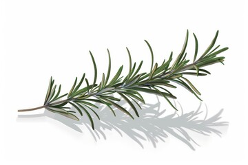 illustration rosemary branch