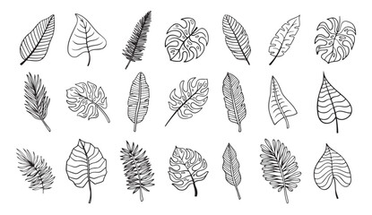 Wall Mural - botanical hand drawn exotic leave. tropical palm leave sketch, isolated linear doodle style.