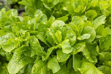 Wall Mural - Green salad or lettuce leaves in garden, homegrown produce in back yard, closeup with selective focus