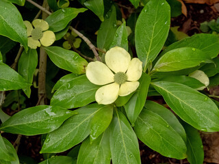 Wall Mural - Cornus capitata or evergreen dogwood branch with flowers and leaves close-up.