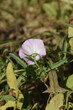 © A Nature's clicks  - Field bindweed or Convolvulus arvensis or European bindweed or Creeping Jenny with open flowers surrounded with dense green leaves, closeup of Field bindweed flower