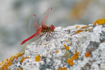 Poster - Red dragonfly sitting on a rock covered in white lichen.