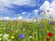© Sukifli.D - A field of colorful wildflowers under a bright blue sky.