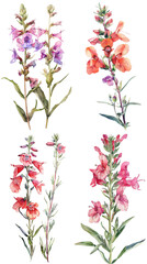 Wall Mural - Watercolor Penstemon flower on transparent background