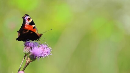 Wall Mural - Painted Lady Butterfly on Common thistle flower