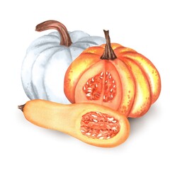 Wall Mural - Two large pumpkins white and orange and a halved butternut squash with seeds. Beautiful autumn harvest clipart. Fall composition. Hand-drawn watercolor illustration.