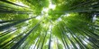 © Da - Serene Bamboo Forest: Upward View of Lush Green Canopy. Tranquil Meditation Sanctuary Amidst Nature's Embrace. Perfect Mindfulness Retreat After Rain, Celebrating World Environment Day. 4K Wallpaper f