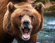 © sebi_2569 - Portrait of a brown bear with open mouth