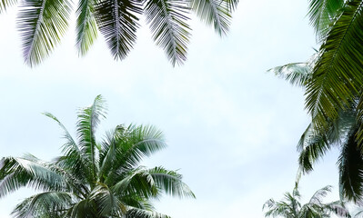 Wall Mural - palm tree and blue sky