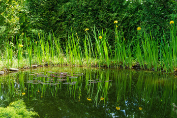 Wall Mural - Magical garden pond with blooming yellow iris flowers (yellow flag). Plants on shore are reflected in water.  Atmosphere of relaxation, tranquility and happiness