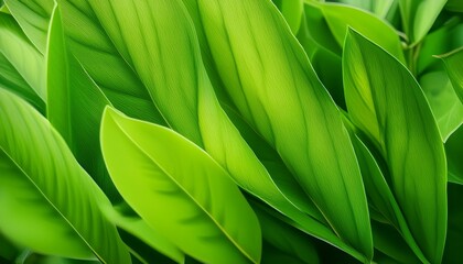 Poster - green leaves background background beautiful and can be used in many applications image blur