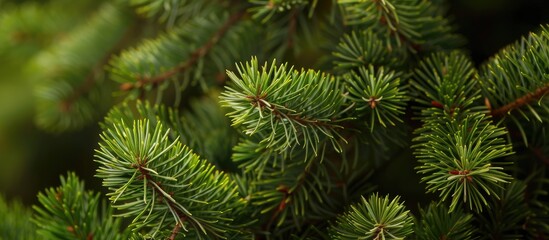 Poster - Close up image showing the texture of summer Christmas tree needles with copy space