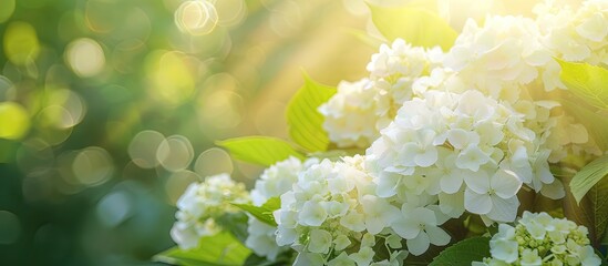 Leinwandbilder - A bright sunny outdoor image of a blooming white hydrangea with lush flowers against a garden backdrop with copy space