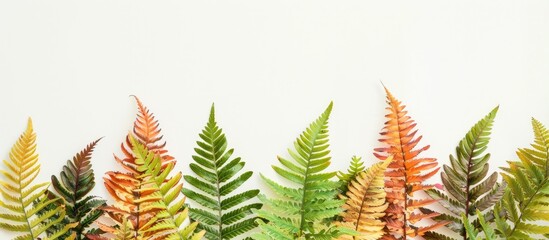 Aufkleber - Exotic colored fern leaves set against a white copy space image perfect for nature themed designs
