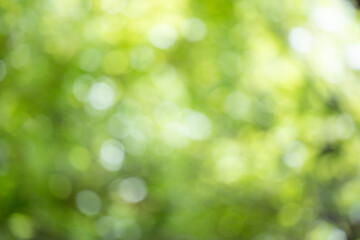 Wall Mural - green bokeh background, blurry green leaves out of focus.