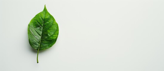 Fototapete - Green leaf standing alone on a white backdrop with ample copy space image