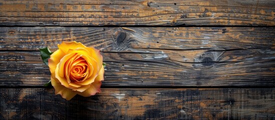 Aufkleber - A luxurious yellow rose with delicate petals on a rustic wooden background viewed from the top creating ample space for additional images