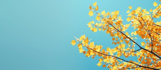Poster - A scenic view of yellow leaves set against a clear blue sky in a copy space image