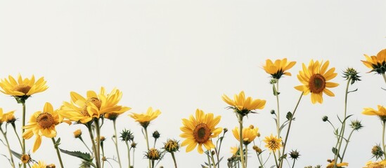 Poster - A detailed shot of Mexican sunflowers against a white backdrop with copy space image