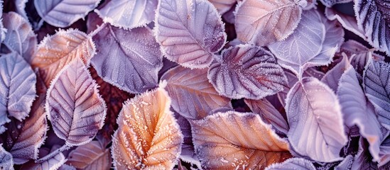 Poster - Winter morning leaves covered in frost beautiful copy space image