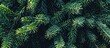 © vxnaghiyev - Festive Christmas fir tree background with ample copy space image showcasing the texture of the branches