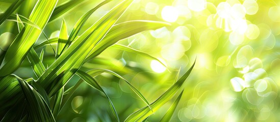 Leinwandbilder - Copy space image of a vibrant green grass leaf set against a blurred green backdrop with sunlight and bokeh creating a natural ecology wallpaper theme