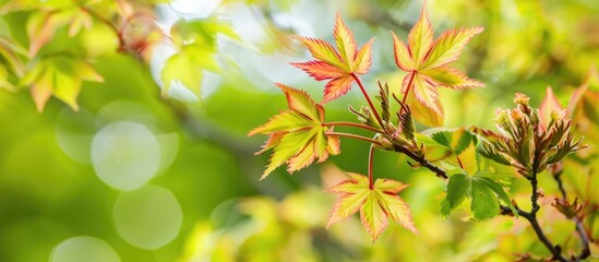 Leinwandbilder - Close up shot of blooming maple tree Acer platanoides in the botanical garden ideal for a spring banner with copy space image
