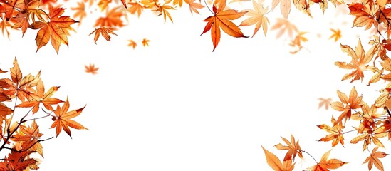 Leinwandbilder - Autumn maple leaves create a frame around a copy space image on a white backdrop.