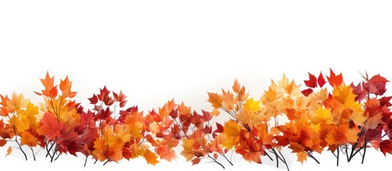 Poster - A fall foliage with copy space image on a white background for a panoramic banner design.