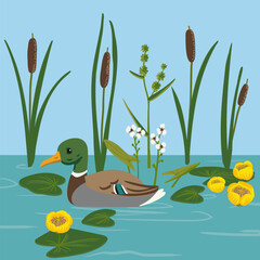 Wall Mural - vector hand drawn wild duck and lesser bulrush, wild water bird and plants isolated at white background, mallard swim in water ,isolated nature design element