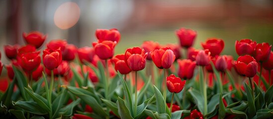 Fototapete - Macro shot of vibrant red tulips ideal for a holiday card or background with ample copy space image for text overlay
