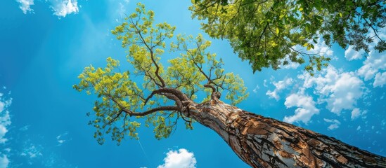 Aufkleber - Ample room in the sky above a tall tree for a copy space image