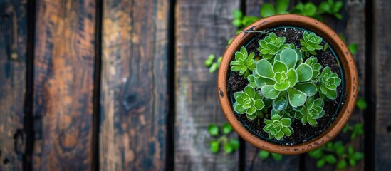 Fototapete - Top view of a potted plant on a wooden surface with a simple and natural backdrop featuring a border and ample copy space image
