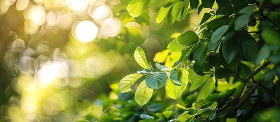 Aufkleber - A stunning backdrop of lush green tree leaves with blurred areas and bokeh effect Perfect for eco conscious themes like global warming awareness Copy space image available