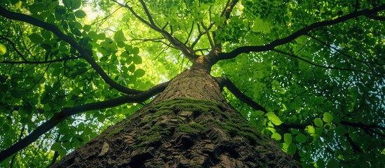 Poster - Tall tree viewed from below showing the isolated perennial towering with sparse side branches and most leaves concentrated at the top perfect for copy space image
