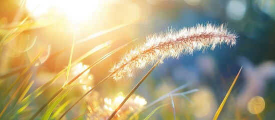 Leinwandbilder - Morning sun illuminating a grass flower with copy space image