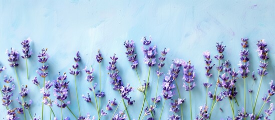 Poster - A top down view of lavender blossoms displayed against a soft blue backdrop ideal for aromatherapy and beauty themed copy space image