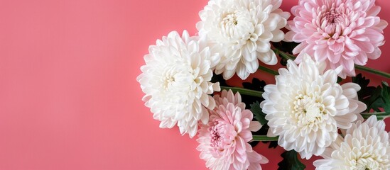Poster - Pink background beautifully showcases white chrysanthemums with copy space image