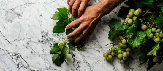 Wall Mural - A man s hand grips grape leaves on a white marble backdrop creating a serene image with available copy space