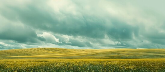 Canvas Print - Springtime in Sweden A picturesque rapeseed yellow and green field under a cloudy sky on Oland island creates an abstract natural eco floral backdrop ideal for a copy space image