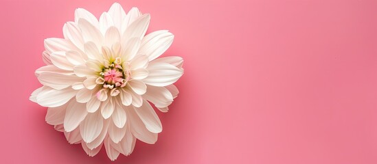 Aufkleber - Top view of a white flower isolated on a pink background with space for copy in the image