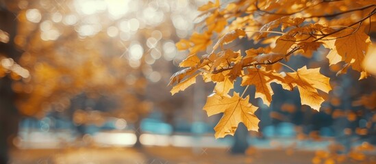 Aufkleber - Golden autumn leaves on a blurred background in the park with selective focus for a copy space image