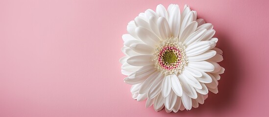 Aufkleber - Top view of a white flower isolated on a pink background with space for copy in the image