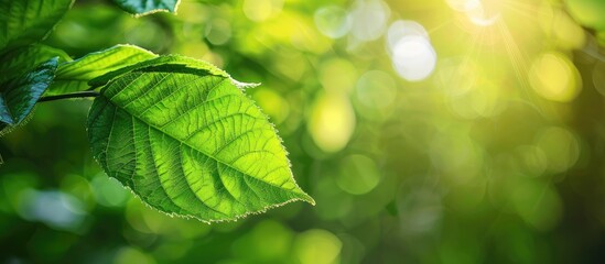 Aufkleber - Nature view featuring a green leaf against a blurry green background in a garden illuminated by sunlight offering a copy space image with a lush natural landscape theme