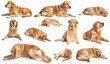 © Bundi - Golden Retriever dog puppy, side back head shot isolated on transparent background, PNG file with many angles.