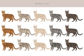 Bengal Cat clipart. All coat colors set.  All cat breeds characteristics infographic. Vector illustration