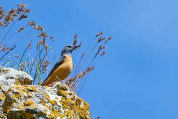 Wall Mural - Monticole merle-de-roche - Monticola saxatilis - passereaux - Merle de roche